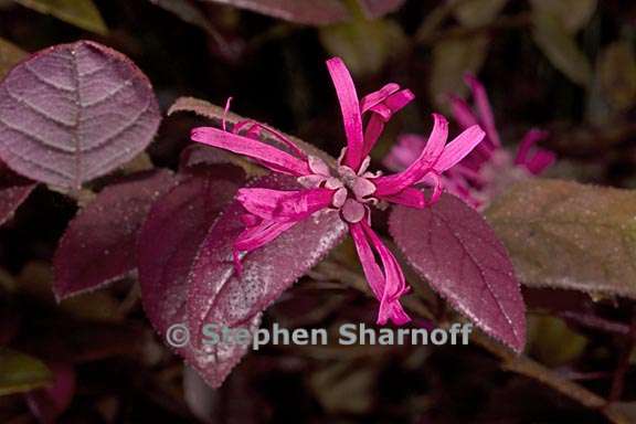 loropetalum chinense var rubrum 1 graphic